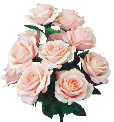 17" Color Fast Lillian Open Rose Bush x 12